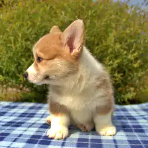 Корги пемброк CLAN IRONHORN — исследовательский дух