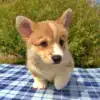 Корги пемброк CLAN IRONHORN — готовность к путешествиям