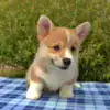 Купить щенка вельш корги пемброк — последняя девочка в помёте