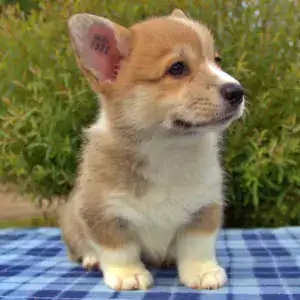 Корги пемброк CLAN IRONHORN — элегантность в деталях
