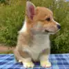 Купить щенка вельш корги пемброк — экологичное воспитание