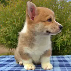 Купить щенка вельш корги пемброк — экологичное воспитание