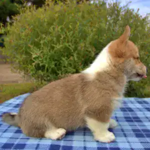 Купить щенка вельш корги пемброк — здоровое питание с детства