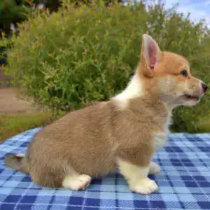 Корги пемброк CLAN IRONHORN — гармония с природой