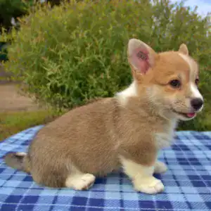 Купить щенка вельш корги пемброк — интеллект и обучаемость