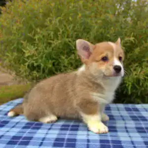 Купить щенка вельш корги пемброк — эстетика и здоровье