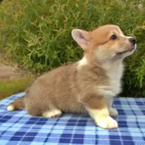 Корги пемброк CLAN IRONHORN — бдительность и ум