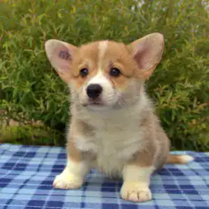 Корги пемброк CLAN IRONHORN — нежность и преданность