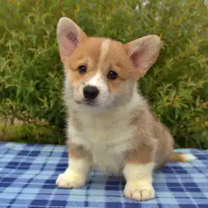 Корги пемброк CLAN IRONHORN — здоровый сон в безопасной среде