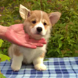 Корги пемброк CLAN IRONHORN — бдительность и ум