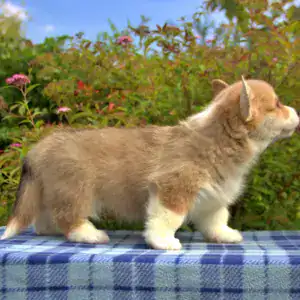 Купить щенка вельш корги пемброк — энергия и дружелюбие