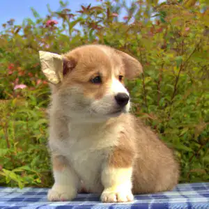 Корги пемброк CLAN IRONHORN — раннее обучение и здоровый аппетит