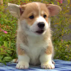 Купить щенка вельш корги пемброк CLAN IRONHORN GRISHA WOLF — рыже-белый окрас