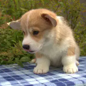 Корги пемброк CLAN IRONHORN — исследовательский дух