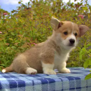 Корги пемброк CLAN IRONHORN — нежность и преданность