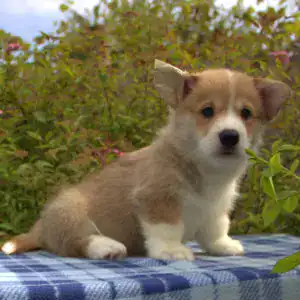 Купить щенка вельш корги пемброк — эстетика и здоровье