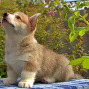 Купить щенка вельш корги пемброк — подтверждённое качество