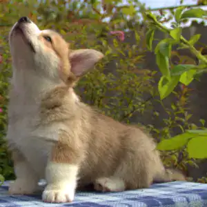 Корги пемброк CLAN IRONHORN — готовность к путешествиям