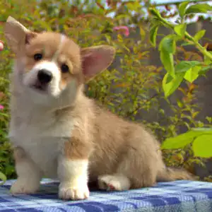 Купить щенка вельш корги пемброк — последний кобель в помёте