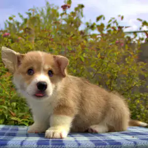 Купить щенка вельш корги пемброк — экологичное воспитание