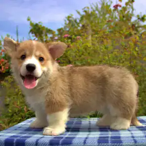 Корги пемброк CLAN IRONHORN — гармония с природой