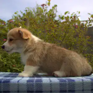 Купить щенка вельш корги пемброк — интеллект и обучаемость