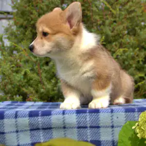 Купить щенка вельш корги пемброк CLAN IRONHORN GERMAN FLARE — рыже-белый окрас