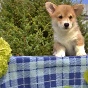 Купить щенка вельш корги пемброк — последний кобель в помёте