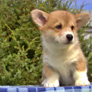 Купить щенка вельш корги пемброк — интеллект и обучаемость