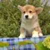 Купить щенка вельш корги пемброк — подтверждённое качество