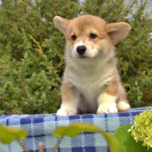 Купить щенка вельш корги пемброк — подтверждённое качество