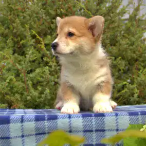 Корги пемброк CLAN IRONHORN — бдительность и ум