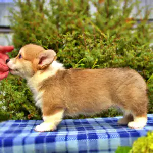 Купить щенка вельш корги пемброк — эстетика и здоровье