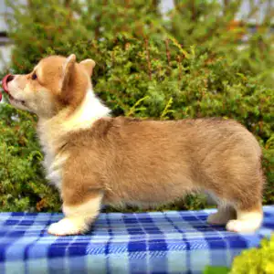 Купить щенка вельш корги пемброк — энергия и дружелюбие