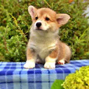 Корги пемброк CLAN IRONHORN — здоровый сон в безопасной среде