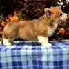 Купить щенка вельш корги пемброк — эстетика и здоровье