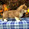 Купить щенка вельш корги пемброк — эксклюзивный помёт CLAN IRONHORN