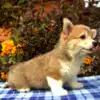 Купить щенка вельш корги пемброк — подтверждённая элитность