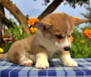 Купить щенка вельш корги пемброк CLAN IRONHORN GROSSMAN ROY — рыже-белый окрас