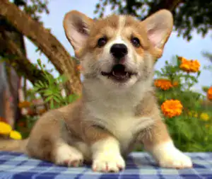 Корги пемброк CLAN IRONHORN — готовность к любым приключениям