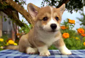 Корги пемброк CLAN IRONHORN — исследовательский дух