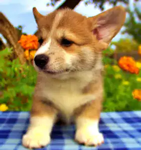 Корги пемброк CLAN IRONHORN — идеальный друг для детей