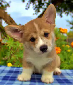 Купить щенка вельш корги пемброк — подтверждённое качество