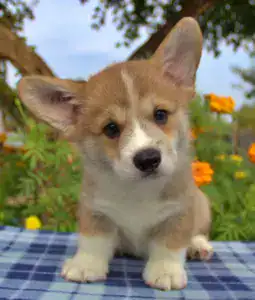 Купить щенка вельш корги пемброк — последний кобель в помёте