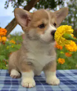 Купить щенка вельш корги пемброк — интеллект и обучаемость