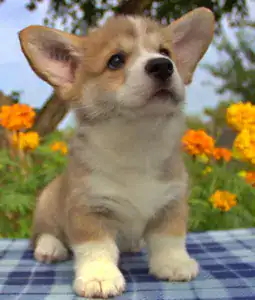 Корги пемброк CLAN IRONHORN — нежность и преданность