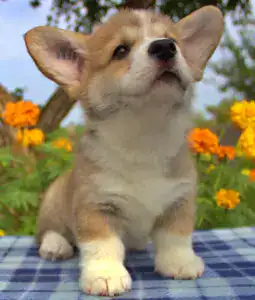 Купить щенка вельш корги пемброк — эстетика и здоровье