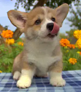 Корги пемброк CLAN IRONHORN — здоровый сон в безопасной среде