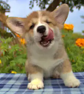 Купить щенка вельш корги пемброк — энергия и дружелюбие