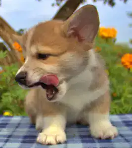 Корги пемброк CLAN IRONHORN — ранняя дрессировка и здоровый аппетит